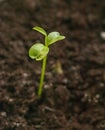 Just sprouted green shoot on the dark soil. Nature Royalty Free Stock Photo