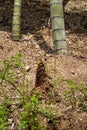 Just sprouted winter bamboo shoots in the forest Royalty Free Stock Photo