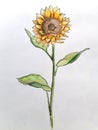 Just a sunflower (hand-drawn, watercolor)