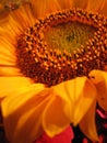 Getting personal with a Sunflower