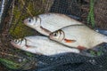 Several freshwater fish: white bream or silver fish, white-eye b