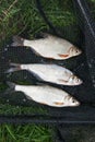 Several freshwater fish: white bream or silver fish, common nase and zope or the blue bream on black fishing net..