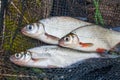 Several freshwater fish: white bream or silver fish, white-eye b