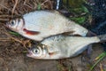 Several freshwater fish: white bream or silver fish and zope or Royalty Free Stock Photo