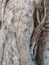 Just Tree Barkwood fire Royalty Free Stock Photo