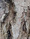 this is just a tree trunk that I saw on the way Royalty Free Stock Photo