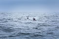 Two dolphins in the pacific ocean Royalty Free Stock Photo