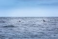 Just two fins. Two dolphins in the pacific ocean Royalty Free Stock Photo