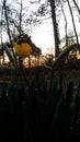 Yellow Daffodils Royalty Free Stock Photo