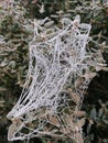 Just Winter spider web