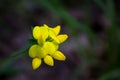 Just a yellow wildflower.