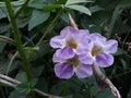 Justica gangetica chinese violet