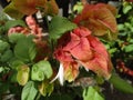 Justicia brandegeeana, Mexican shrimp plant