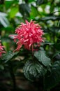 Justicia carnea, jacobinia Royalty Free Stock Photo