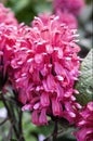 Justicia carnea Royalty Free Stock Photo