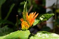 A justica spicigera plant with an orange flower