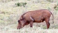 Jusy Eat The Phacochoerus africanus The common warthog