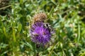 Juta - A close up view on a g a thistle flower on an Alpine meadow in Georgia.