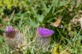 Juta - A close up view on a moth polluting a thistle flower on an Alpine meadow in Georgia.