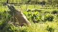 Jute bag filled with sage, freshly harvested and placed in the corner of the vegetable garden, early spring