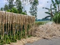 Jute fiber hanging under the sun for drying. Jute cultivation in Bangladesh. Jute is known as the golden fiber. It is yellowish