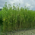 Green jute plant in the field