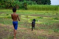 Jute fields of Bangladesh. Cut the jute and keep it in rows. The shepherd boy is riding the goats in the field