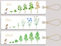 Jute, flax and kenaf plant growth cycle tags. Royalty Free Stock Photo