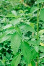 Jute mallow AKA Jew`s mallow or Nalta jute plant has primary source of jute fiber has primary source of jute fiber