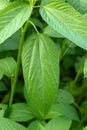 A green color jute leaves.it has come from Malvales famely