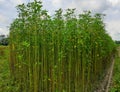 Jute plant in the field. Jute cultivation in Assam in India.