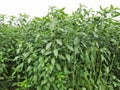 Jute plant with white background, Corchorus plant. Jute farm in india. Royalty Free Stock Photo