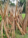 Jute stalks laid on the road for sun drying