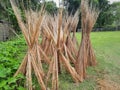 Jute stalks laid on the road for sun drying