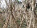 Jute stalks laid for sun drying. Jute cultivation in Assam, India.