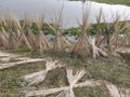 Jute stalks laid for sun drying. Jute cultivation in Assam, India.