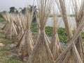 Jute stalks laid for sun drying. Jute cultivation in Assam, India.