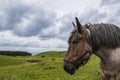 Jutland Horse in Nordby Bakker