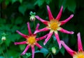 Juuls Allstar dahlia flowers in garden border Royalty Free Stock Photo