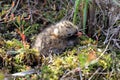 Juv Arctic tern closeup on the Yamal Peninsula Royalty Free Stock Photo