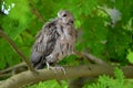 Juv. Ring-necked Dove (Streptopelia capicola) Royalty Free Stock Photo