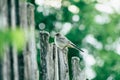 Juv Wagtail closeup sitting on a fence among the trees Royalty Free Stock Photo