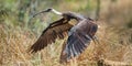 Juvenile Straw Necked Ibis