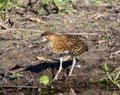 Juvenie Rufescent Tiger-Heron (Tigrisoma lineatum) in Brazil