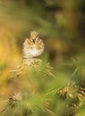 Juvenil Goldfinch on Thistle plants