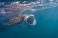 Whale shark feeding Royalty Free Stock Photo