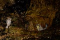 Juvenile African blue tit bathing and adult to the left. Royalty Free Stock Photo