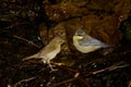 Juvenile African blue tit bathing and Canary Islands chiffchaff to the left. Royalty Free Stock Photo