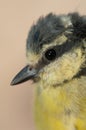 Juvenile African blue tit Cyanistes teneriffae hedwigii. Royalty Free Stock Photo