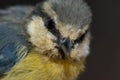 Juvenile African blue tit Cyanistes teneriffae hedwigii. Royalty Free Stock Photo